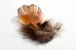 phesant`s feather