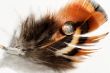 phesant`s feather