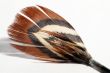 phesant`s feather