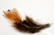 phesant`s feather