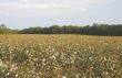 Cotton Field