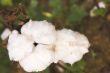 Cotton Boll