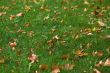 early fall background