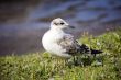 The seagull on coast