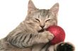 The grey cat plays with a red New Year`s toy