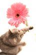 The grey cat plays with a pink flower