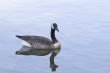 Goose Feeding