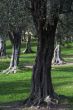 Olive tree