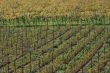 Autumnal vineyard geometry