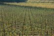 Autumnal vineyard geometry 2