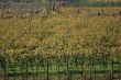 Autumnal vineyard landscape