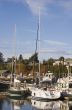 White and Green Sailboats