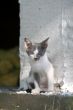 Sweet grey and white kitten