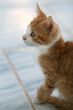 Sweet little kitten