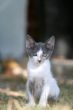 Curious kitten