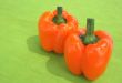Orange peppers on green background