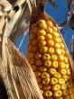 Golden corn and the blue sky