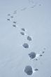 Footprints in the snow