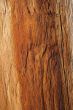 Wood texture of warm orange color