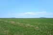 Spacious green field under the blue sky