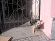 Dog on the leash