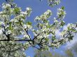 Apple tree in the flowers
