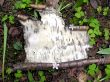 The white part of birch bark