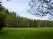 Meadow in the forest