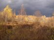Gold autumn