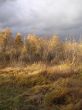 Gold autumn