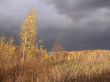 Gold autumn