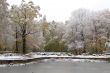 Pond in the park