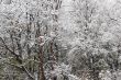 Winter came to town