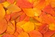 Colorful autumn background