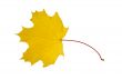 Maple leaf