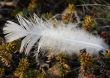 White small feather