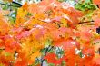 Sheet of the maple