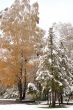 Winter came to town