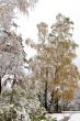 Winter came to town