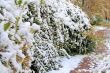 Winter came to town