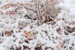 Bush under the snow
