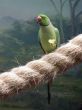 Parrot and the grapes