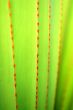 Leaves pattern