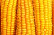 Corn background