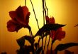 Sunset Bloom