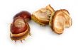 chestnuts