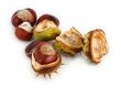 group of chestnuts