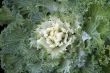Cabbage (Brassica oleracea Capitata Group)