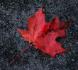 Red Leaf on Gravel