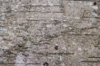 birch bark